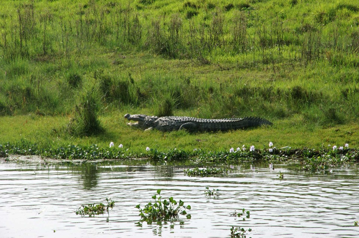 Chitwan